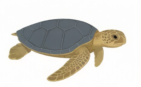 Hawksbill
